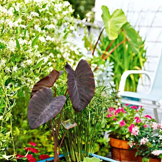 Outdoor plant pots